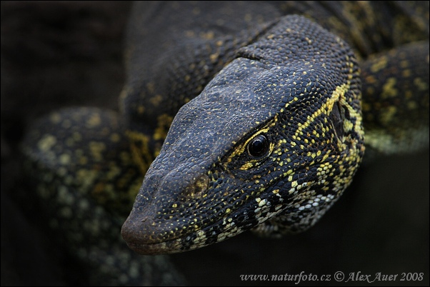 Varanus niloticus