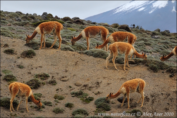 Vicuña