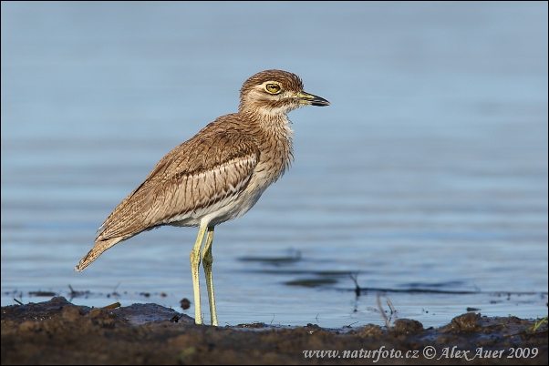 Waterdikkop