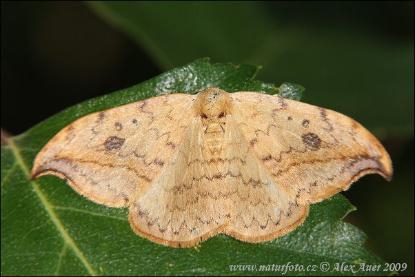 Wycinka sierpianka