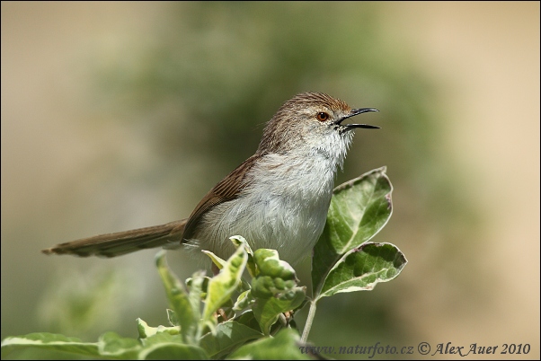 Yndefuld Prinia