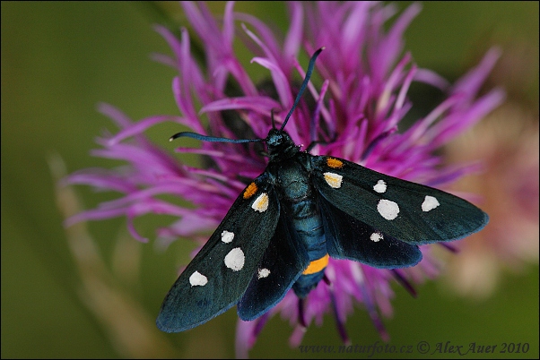 Zygaena ephialtes