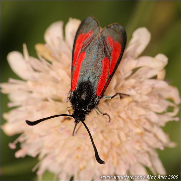 Zygaena purpuralis