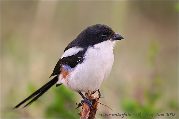 �uhýk afrotropický límcový