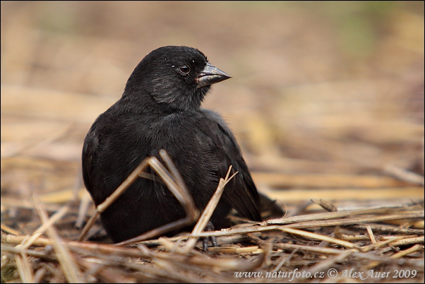 �רוש קרקעי קטן