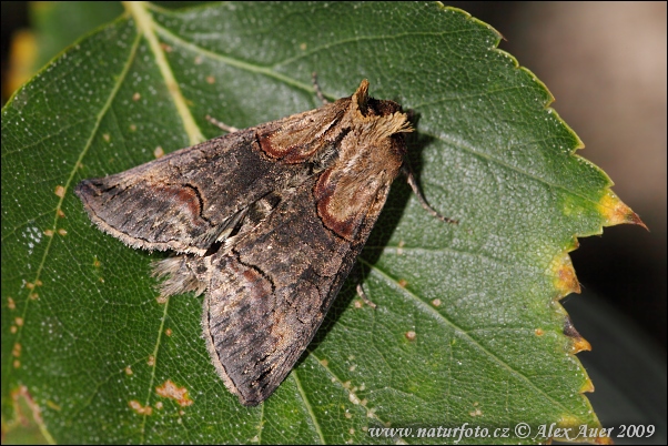 Совка крапивная темно-серая