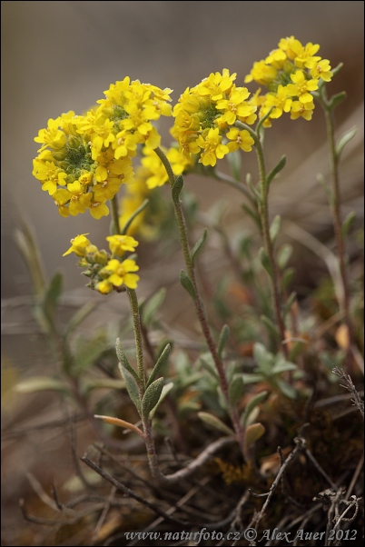 Бурачок горный