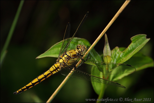 Стрекоза решётчатая