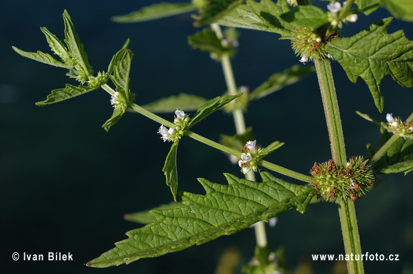 پای گرگ اروپایی