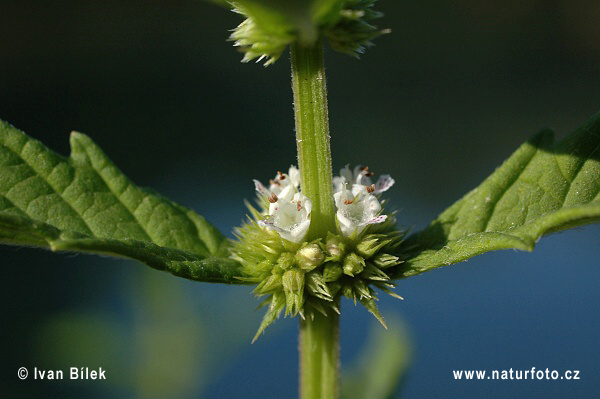 پای گرگ اروپایی