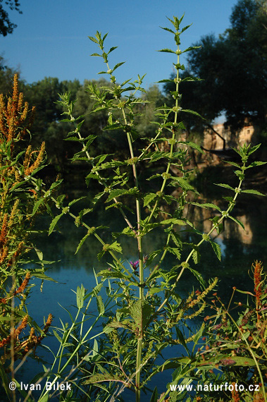 پای گرگ اروپایی