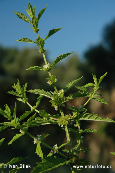 پای گرگ اروپایی