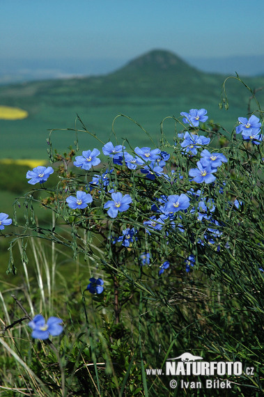 Лен австрийский