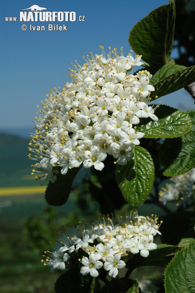 Калина цілолиста