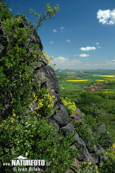 Вишня кустарниковая