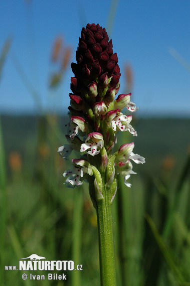 Aangebrande orchis