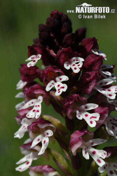 Aangebrande orchis