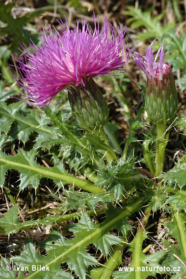 Aarddistel