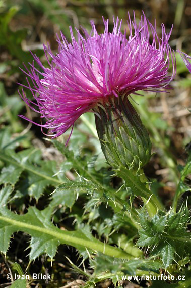 Aarddistel