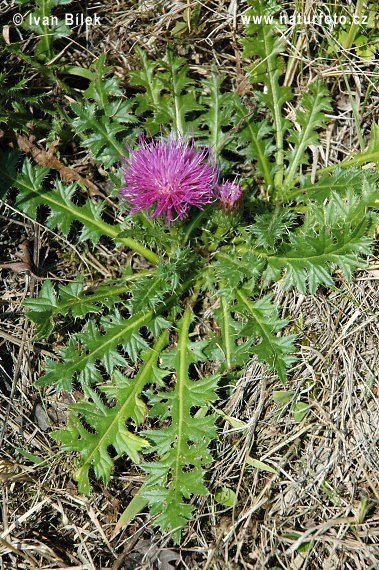 Aarddistel