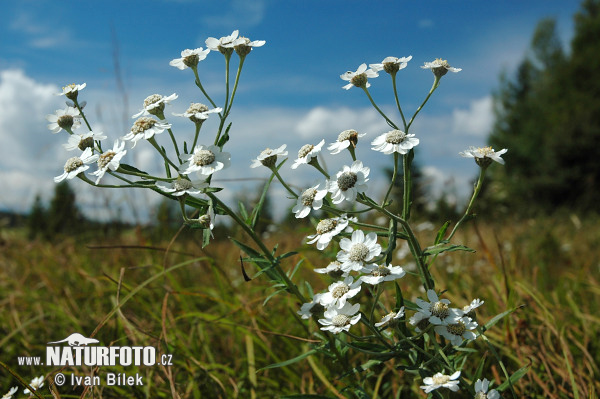 Achillea ptarmica