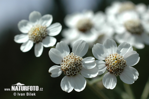 Achillea ptarmica