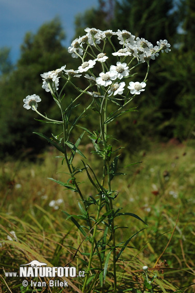 Achillée sternutatoire