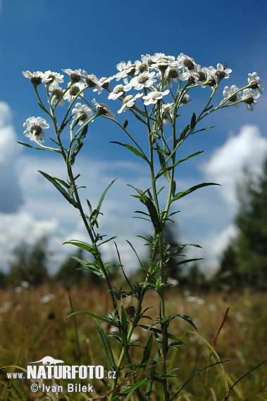 Achillée sternutatoire