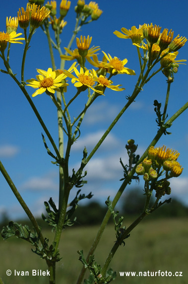 acobaea vulgaris Moench