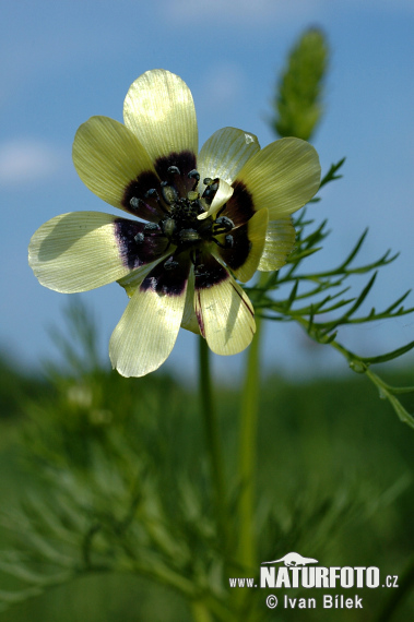 Adonis aestivalis var. citrinus