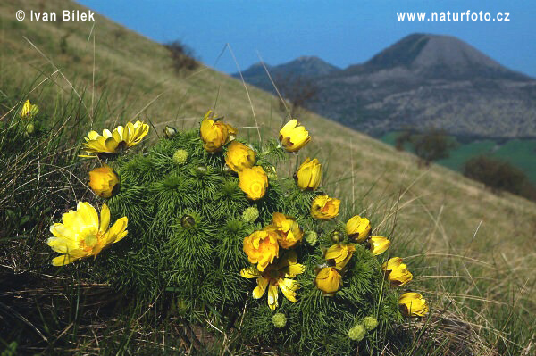 Adonis de printemps