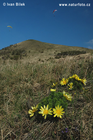 Adonis de printemps