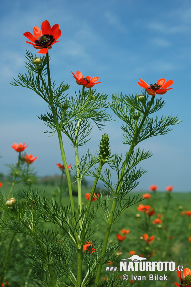 Adonis de verano