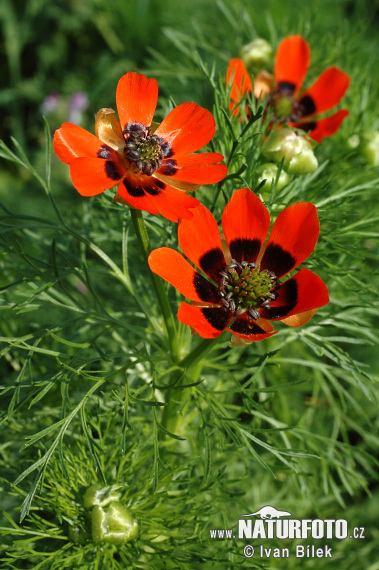 Adonis de verano