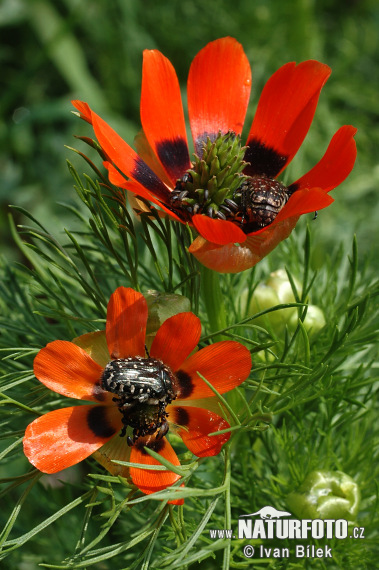 Adonis de verano