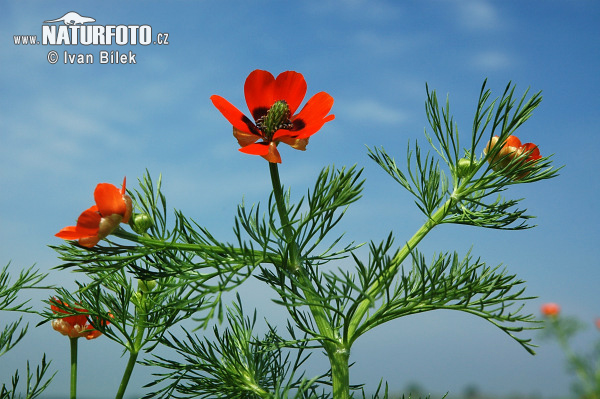 Adonis de verano