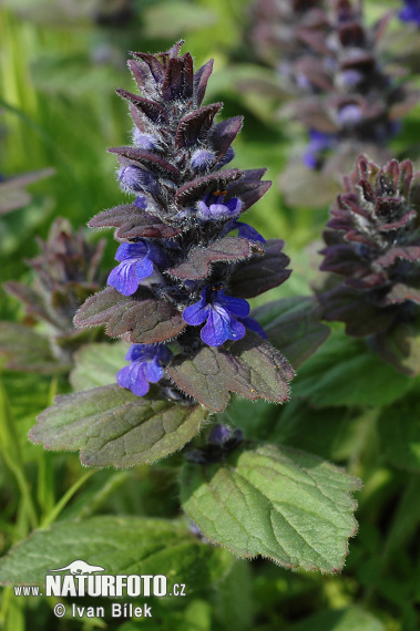 Ajuga genevensis