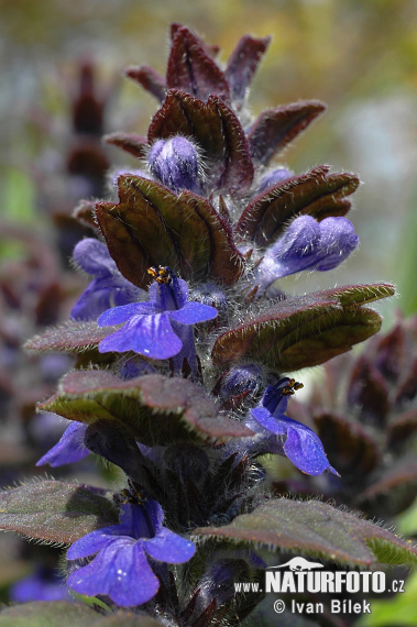 Ajuga genevensis