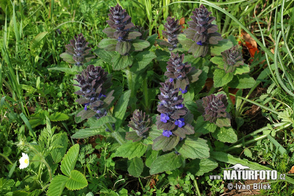 Ajuga genevensis