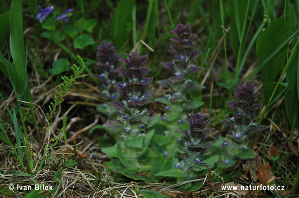 Ajuga pyramidalis