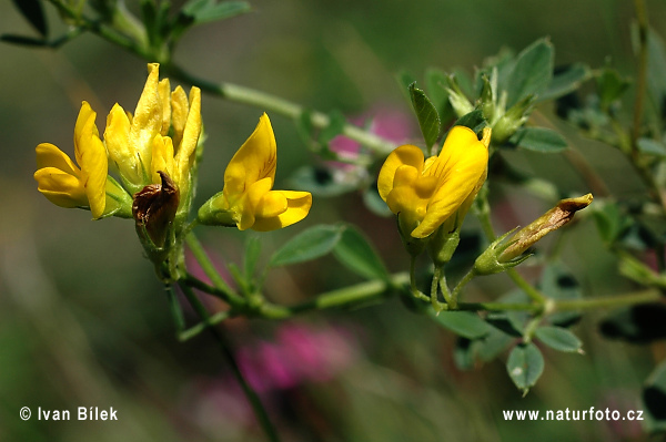 alfalfa amarilla