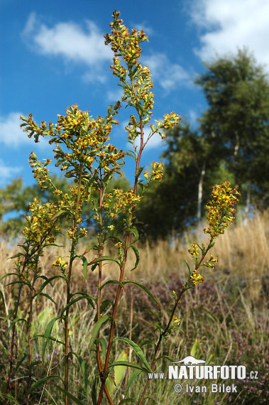 Almindelig gyldenris