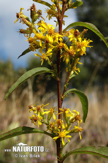 Almindelig gyldenris