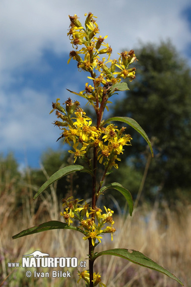 Almindelig gyldenris