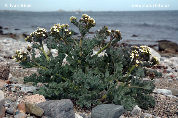 Almindelig Strandkål