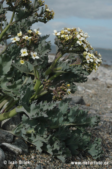 Almindelig Strandkål