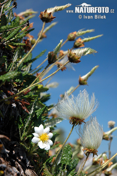 Alpska velesa