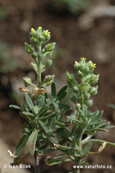 Alyssum alyssoides