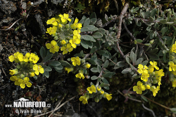 Alyssum montanum subsp. montanum