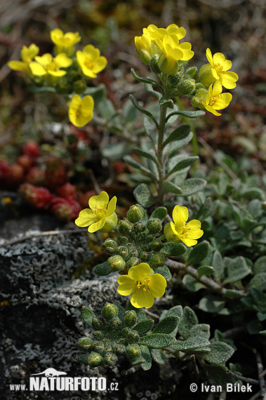 Alyssum montanum subsp. montanum